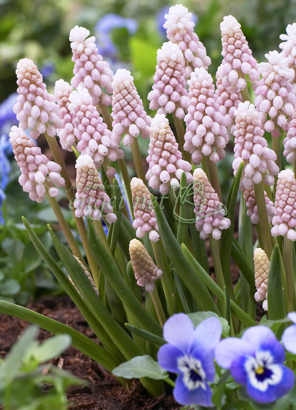 園芸ネット本店｜ムスカリ：ピンクサンライズ5球入り の通販【公式】
