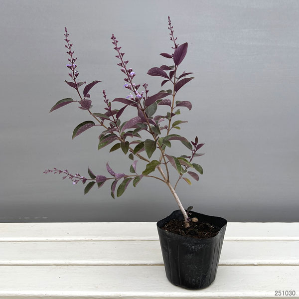 園芸ネット本店｜西洋ニンジンボク：パープル3～3.5号ポット 2株セット