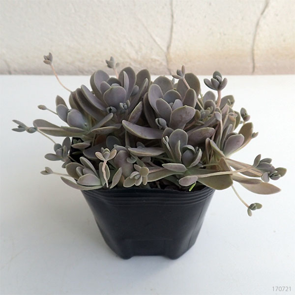 園芸ネット本店｜セダム：子持ち蓮華3号ポット 6株セット の通販【公式】