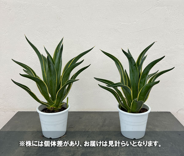 園芸ネット本店｜アガベ：ベネズエラ錦(斑入り）5号鉢植え の通販【公式】