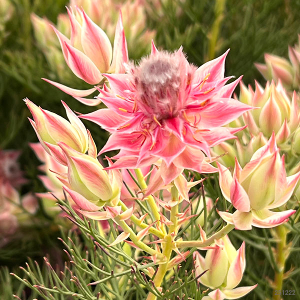 園芸ネット本店｜セルリア（ジョーイセルリア）：プリティピンク5号