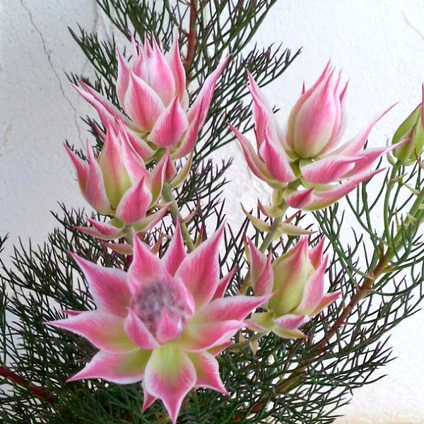 園芸ネット本店｜セルリア2種セット（プリティピンク＆カルメン）5号