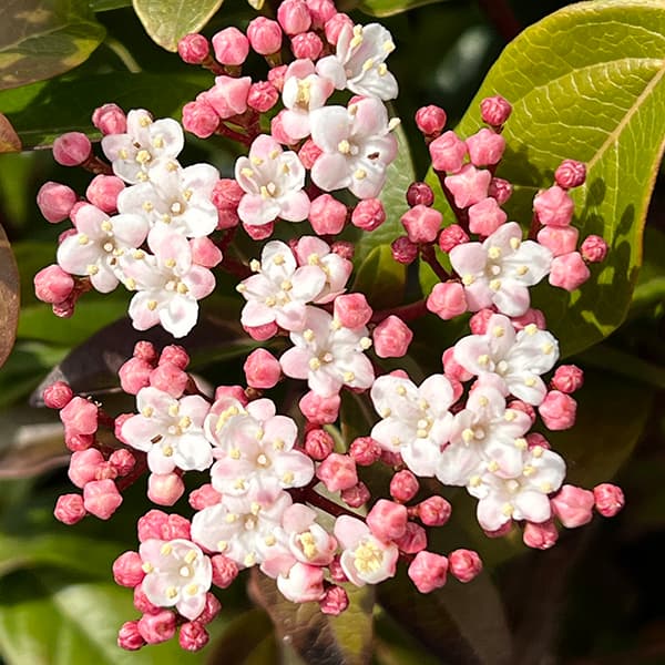 園芸ネット本店｜ビバーナム：ティヌス5号鉢植え の通販【公式】