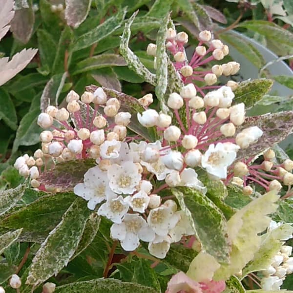 園芸ネット本店｜コデマリ：斑入りコデマリピンクアイス（桜でまり）3