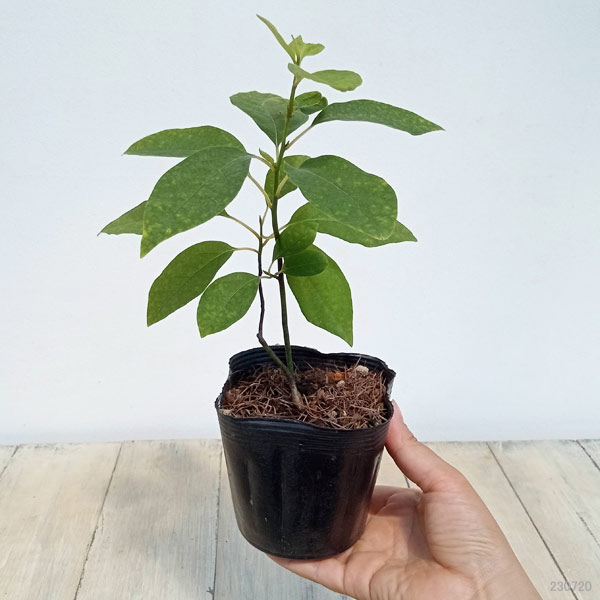 園芸ネット本店｜クロモジ（黒文字） 3.5号ポット の通販【公式】