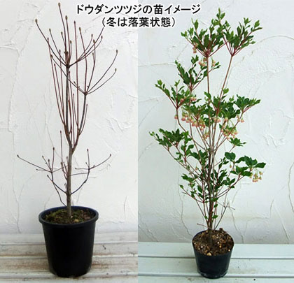 園芸ネット本店｜ドウダンツツジ：ベニドウダン（紅ドウダン）4.5-5号