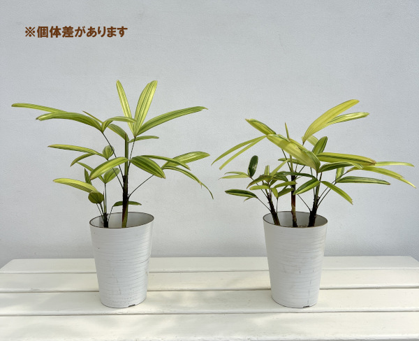 園芸ネット本店｜カンノンチク：綾錦(あやにしき)4号鉢植え の通販【公式】