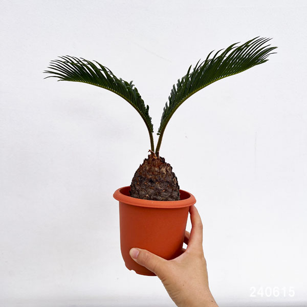 園芸ネット本店｜ソテツ（蘇鉄）4号鉢植え の通販【公式】