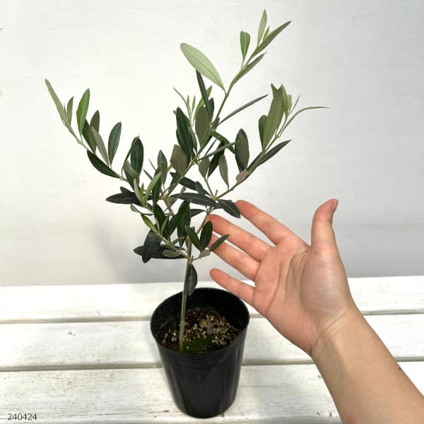 園芸ネット本店｜オリーブ：レッチーノ3-3.5号ポット の通販【公式】