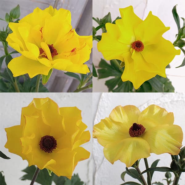 園芸ネット本店｜ラナンキュラス：ラックス アルテミス2／3.5-4号