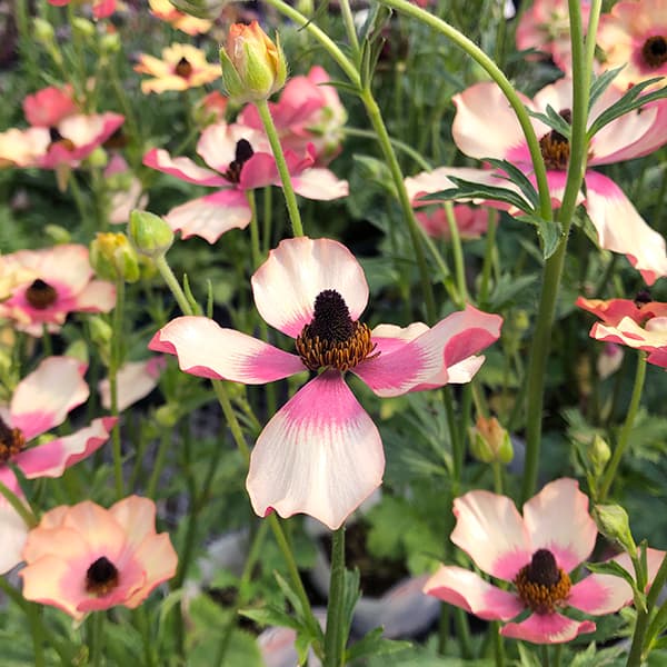 園芸ネット本店｜ラナンキュラス：サラセレネ エヴァンジェリン3.5-4号