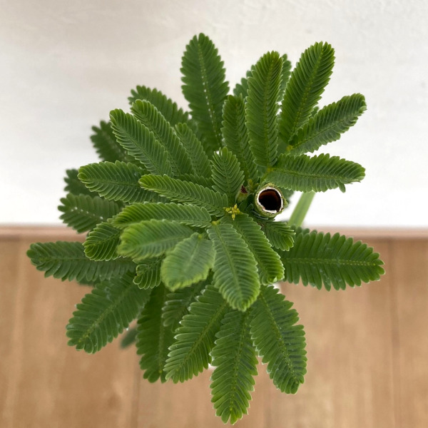 園芸ネット本店｜アカシア：ギンヨウアカシア 5号ポット の通販【公式】