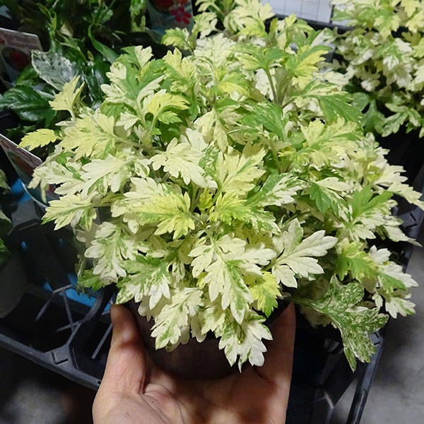 園芸ネット本店｜斑入りヨモギ（アルテミシア・バリエガータ）3号