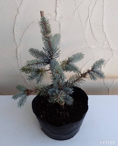 園芸ネット本店｜[送料無料]ピセアプンゲンス（プンゲンストウヒ