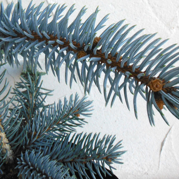 園芸ネット本店｜[送料無料]ピセアプンゲンス（プンゲンストウヒ