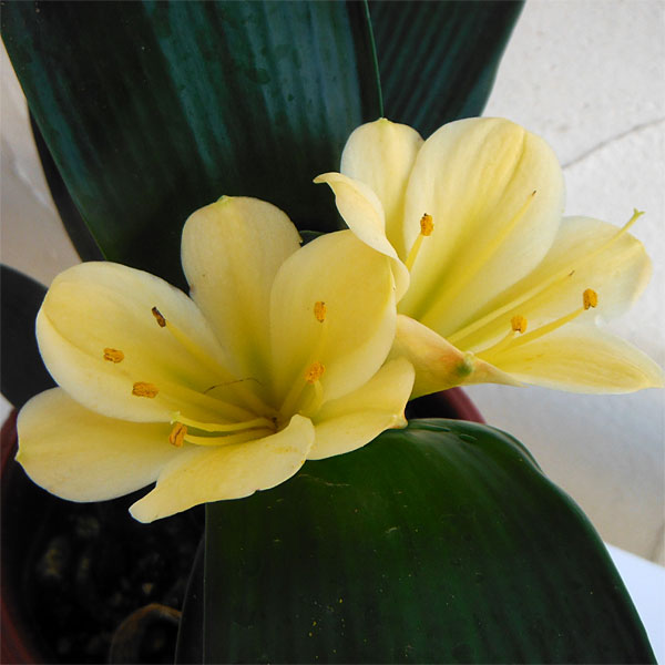 園芸ネット本店｜クンシラン：黄花君子蘭 光玲（みれい）5号鉢植え の