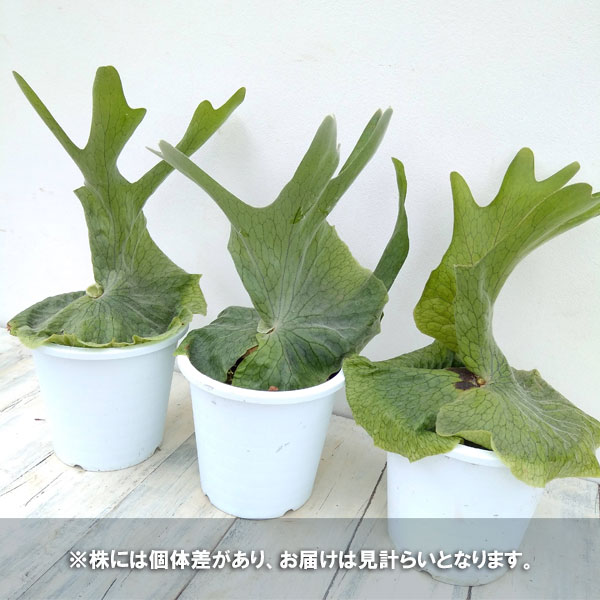 園芸ネット本店｜ビカクシダ（コウモリラン）：グランデ5号鉢植え の