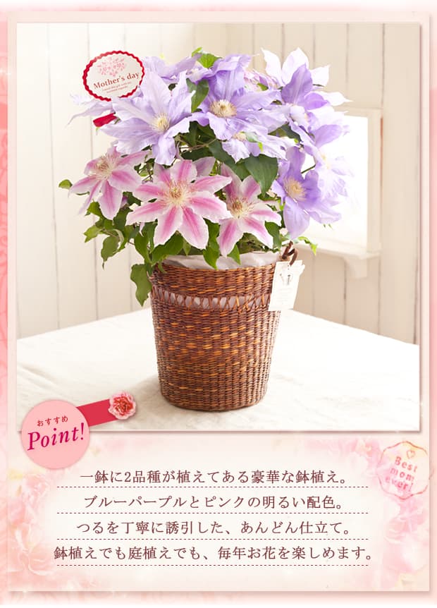 園芸ネット本店｜[送料無料][2014年母の日ギフト][予約]クレマチス：2