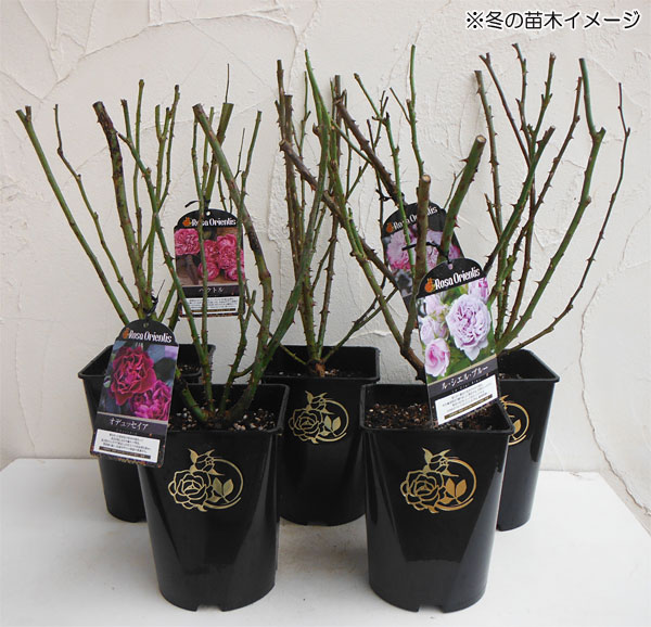 園芸ネット本店｜ロサ・オリエンティス：ルクソール大苗6号角鉢植え