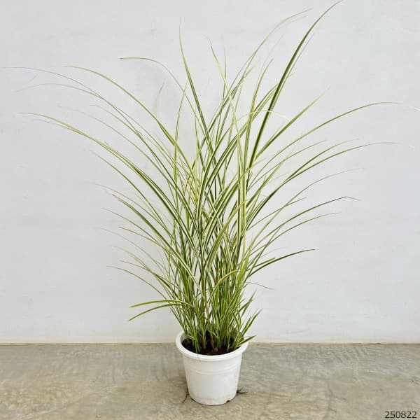 園芸ネット本店｜シマススキ（縞ススキ）6号鉢植え の通販【公式】