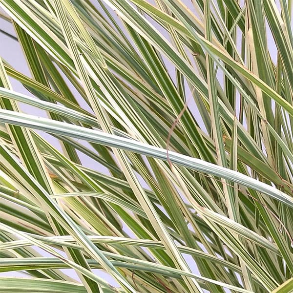 園芸ネット本店｜シマススキ（縞ススキ）6号鉢植え の通販【公式】