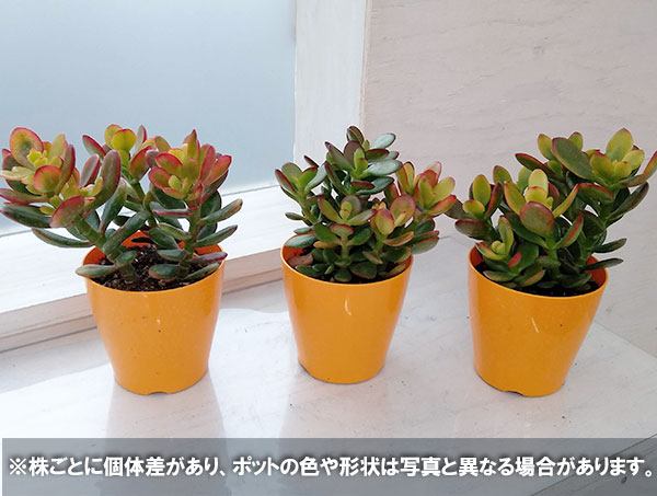 園芸ネット本店｜金のなる木（花月・カゲツ) ：姫黄金花月 3.5号ポット