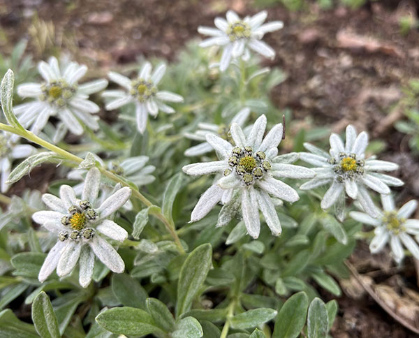 園芸ネット本店｜千島ウスユキソウ3号ポット の通販【公式】