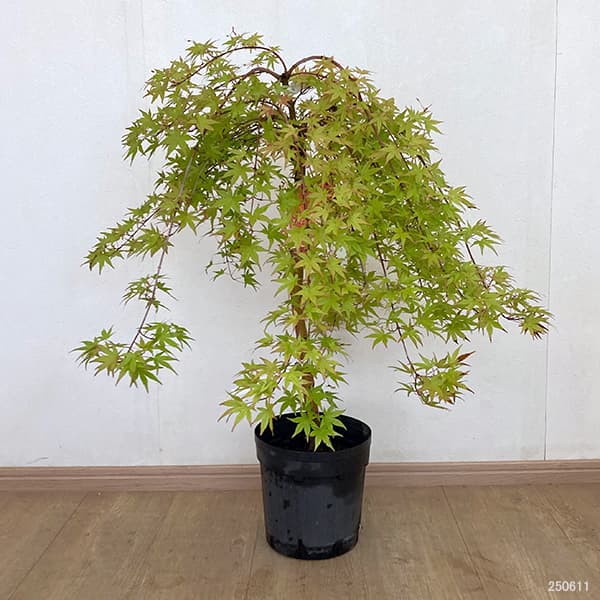 園芸ネット本店｜モミジ（カエデ）：流泉（りゅうせん）スタンダード