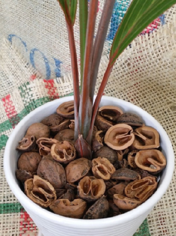 園芸ネット本店｜クルミde飾ろう1リットル の通販【公式】