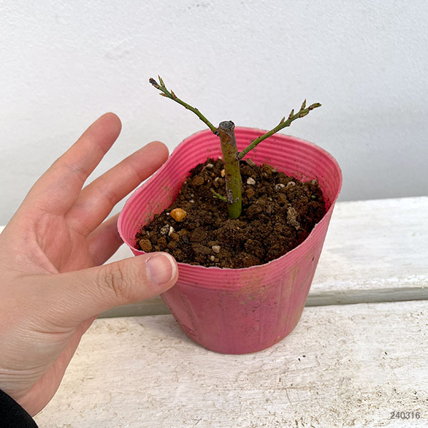 園芸ネット本店｜ブルーベリー（ラビットアイ系）：ブルーシャワー3.5