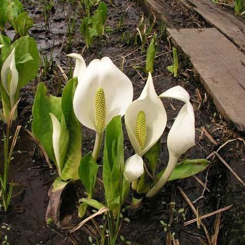 園芸ネット本店｜ミズバショウ（水芭蕉）4-4.5号ポット の通販【公式】