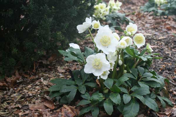 園芸ネット本店｜クリスマスローズ（原種系）：*ニゲルHGCジェスコ4.5