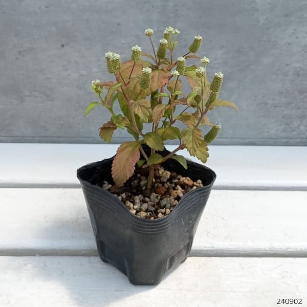 園芸ネット本店｜メキシカンスイートハーブ 3号ポット（リッピア） 4株