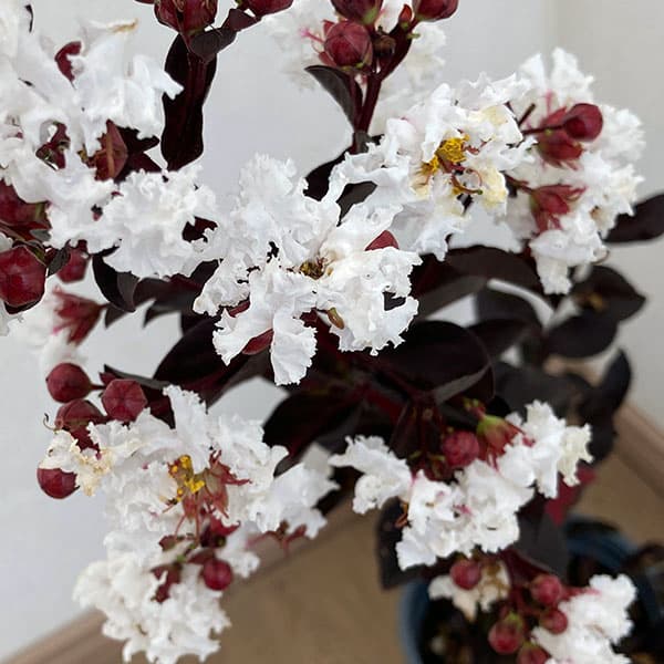 園芸ネット本店｜サルスベリ：ブラックパール ホワイト3.5号ポット の