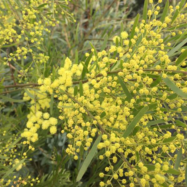 園芸ネット本店｜アカシア：ブリスベーンアカシア（フィンブリアータ