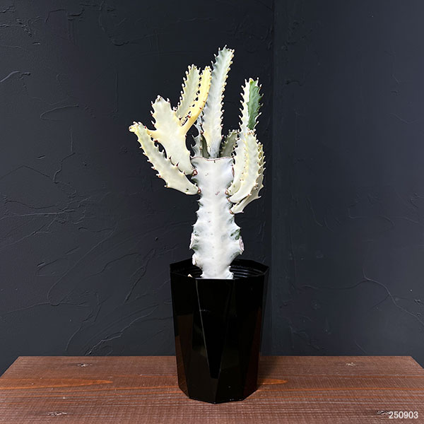 園芸ネット本店｜ユーフォルビア：ホワイトゴースト 4号鉢植え の通販