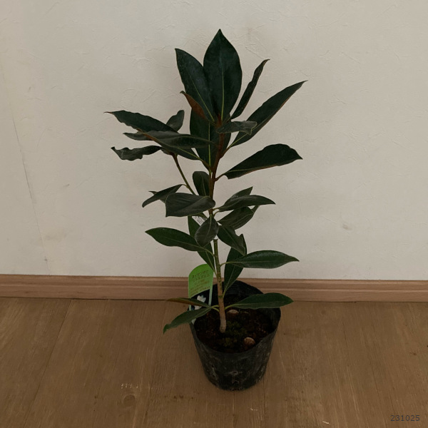 園芸ネット本店｜タイサンボク：リトルジェム5号ポット の通販【公式】