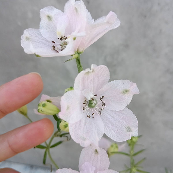 園芸ネット本店｜[26年3月中下旬予約]デルフィニウム：さくらひめ3.5号