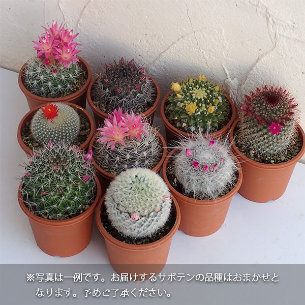 園芸ネット本店｜花サボテン 品種ミックス3号ポット 2株セット の通販