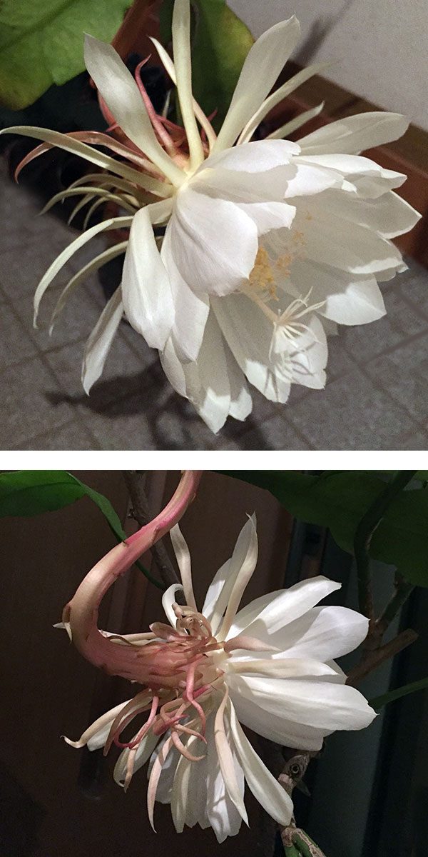 園芸ネット本店｜クジャクサボテン：月下美人（ゲッカビジン）3号