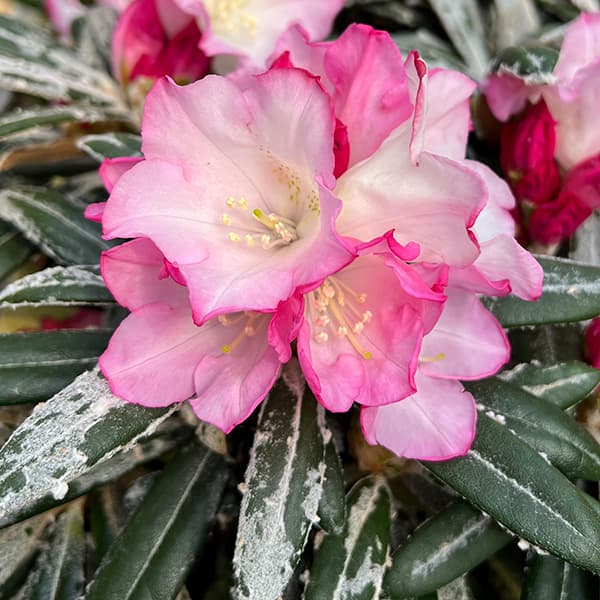 園芸ネット本店｜日本シャクナゲ：妖峰（ヨウホウ）5号鉢植え[5月頃に