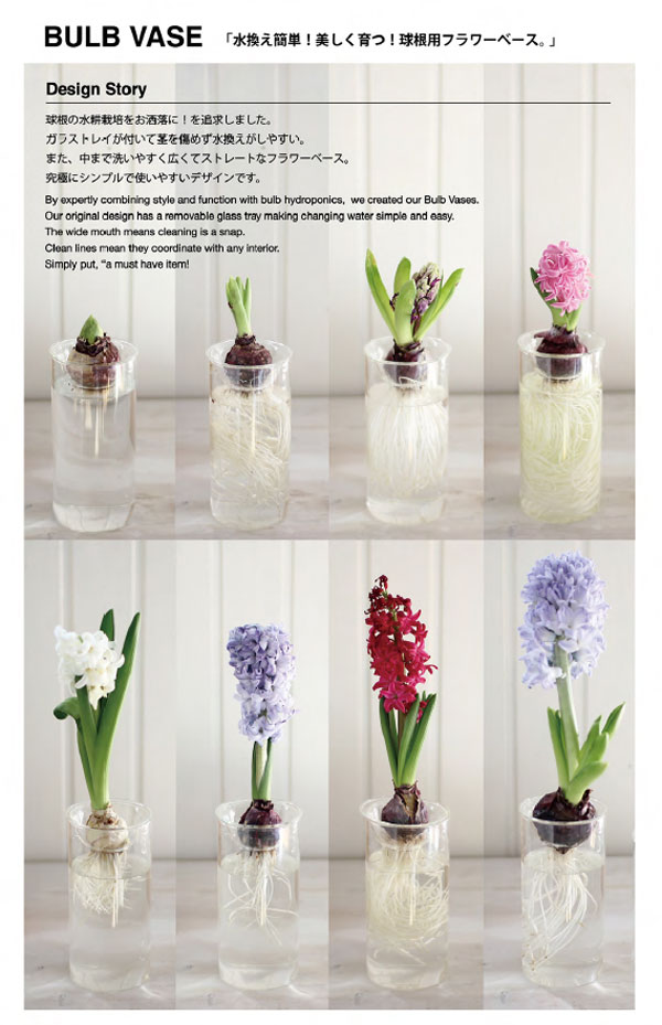 園芸ネット本店｜ヒヤシンスの水栽培セット：デルフトブルー（青）と