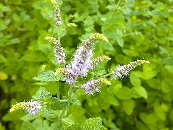 園芸ネット本店｜[送料無料]ミント：スペアミント3号ポット24株セット