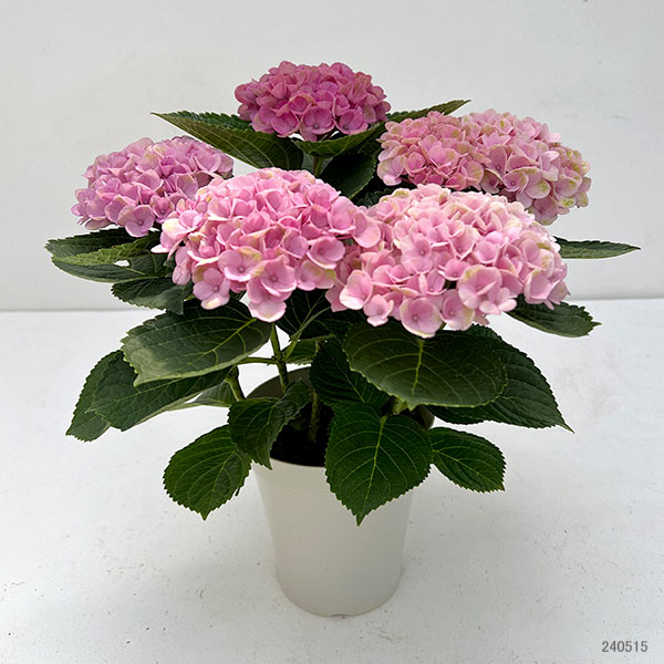 園芸ネット本店｜アジサイ：マジカルレボリューション（ピンク）4号