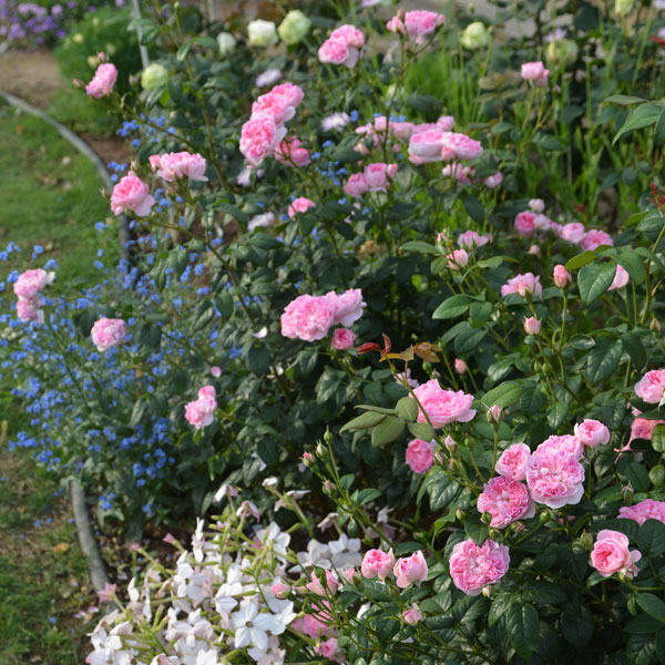 園芸ネット本店｜ロサ・オリエンティス：シャンペトル大苗6号角鉢植え