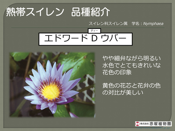 園芸ネット本店｜よく咲く熱帯スイレン：エドワードDウバー4号ポット