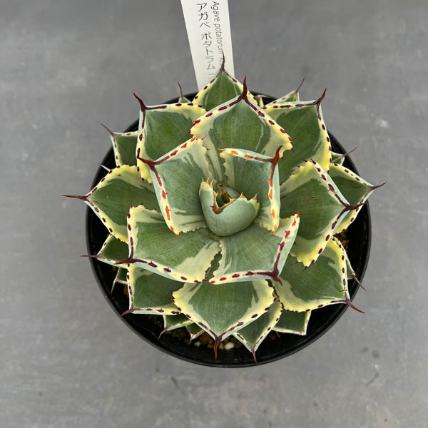 園芸ネット本店｜アガベ：吉祥冠錦（きっしょうかんにしき）5号鉢植え