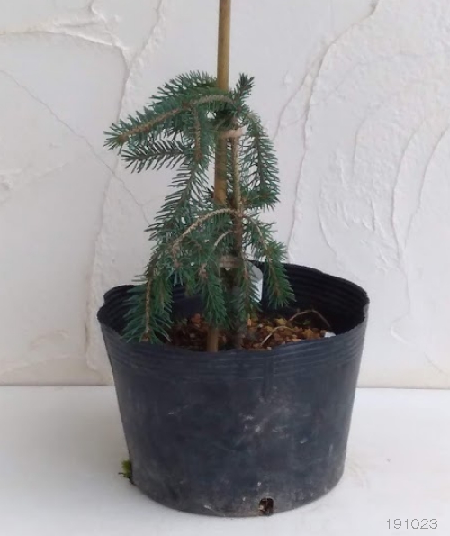 園芸ネット本店｜カナダトウヒ：ペンデュラ7号ポット の通販【公式】