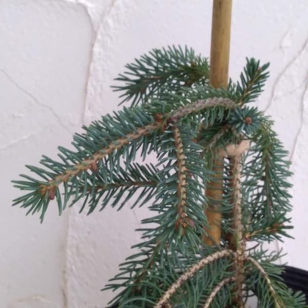 園芸ネット本店｜カナダトウヒ：ペンデュラ7号ポット の通販【公式】