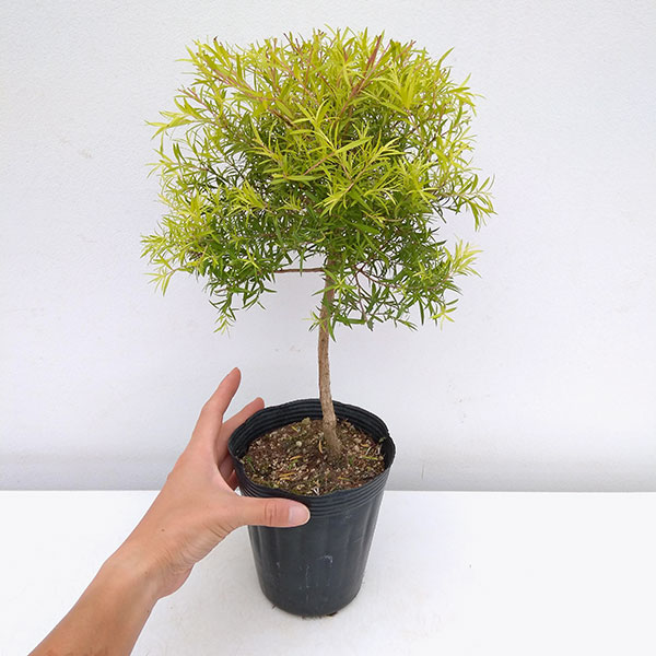 園芸ネット本店｜メラレウカ（メラウニカ）：レボリューションゴールド